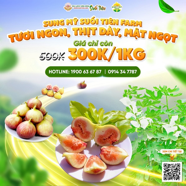 SUNG MỸ CAMY CỦA SUỐI TIÊN FARM VÀO MÙA THU HOẠCH