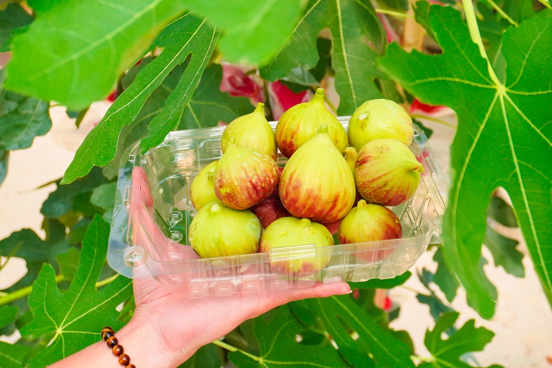 tung-bung-le-hoi-trai-cay-nam-bo-suoi-tien-farm-festival-2023 (1)