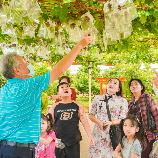 Tham quan, trải nghiệm hái trái tại vườn nho Suối Tiên Farm 